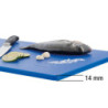Planche à Découper Easy - GN 1/1 - Modrá - Hrúbka 14 mm - Bartscher